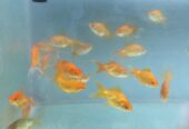 RR Aquarium