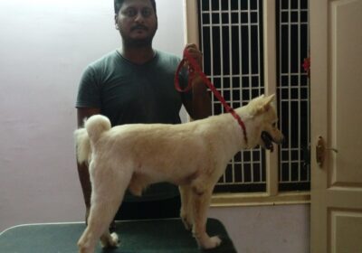 Rakesh Pet Grooming