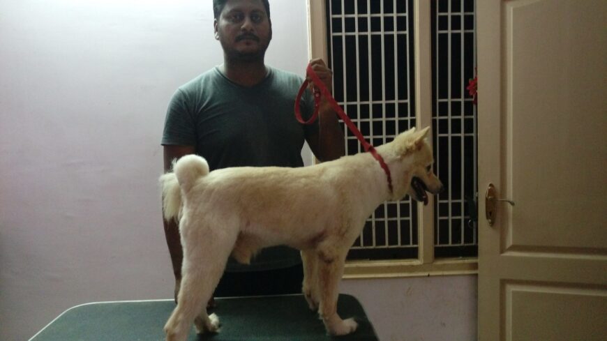 Rakesh Pet Grooming