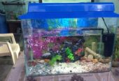 Sushmitha Aquarium & Pet World