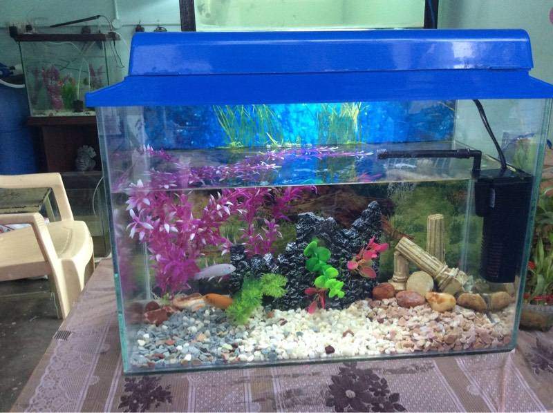 Sushmitha Aquarium & Pet World