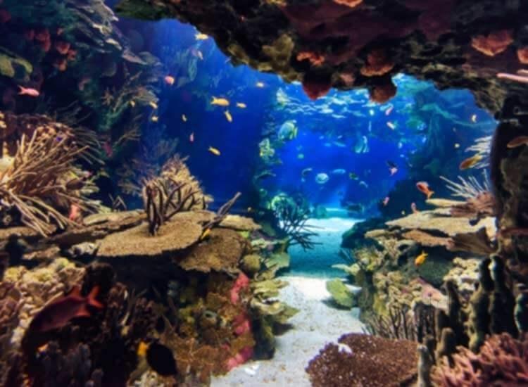 Revanth Fibre Industries