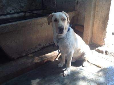 Thanvesh Kennels