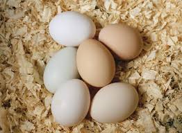 Andhra Feeds Pvt Ltd