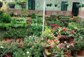 Brundavan Garden Nursery