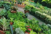 Brundavan Garden Nursery