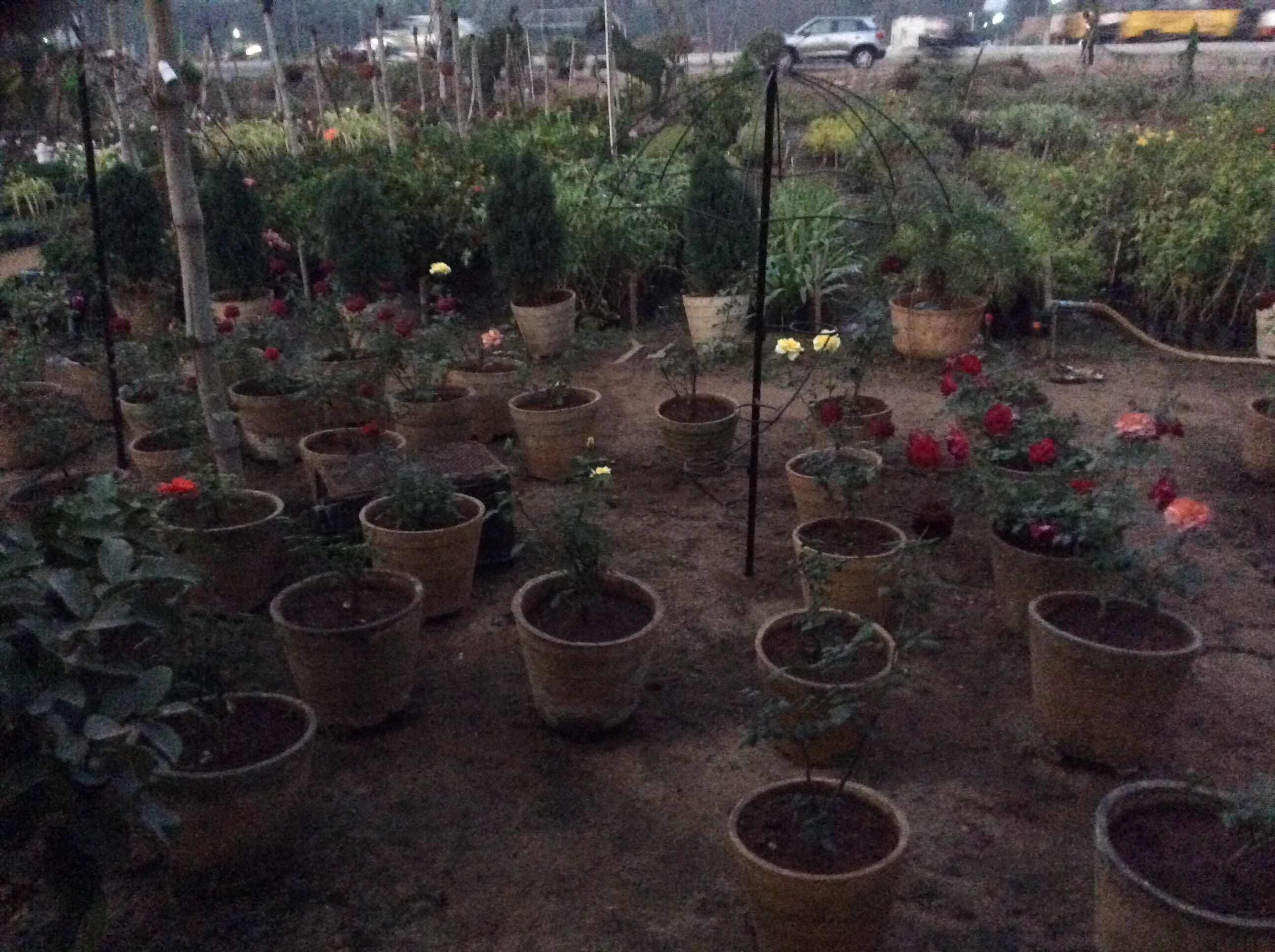 Nandanavanam Nursury