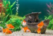 Vijaya SAI Aquariums & Pets