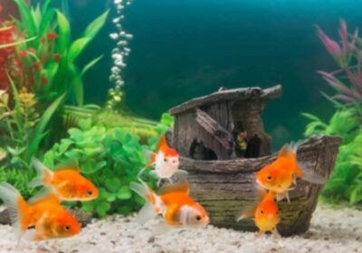 Vijaya SAI Aquariums & Pets