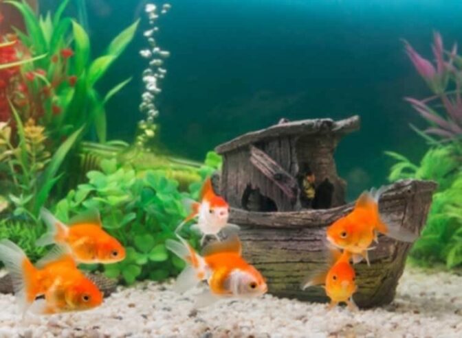 Vijaya SAI Aquariums & Pets