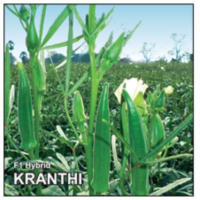 Ravi Hybrid Seeds Private Limited