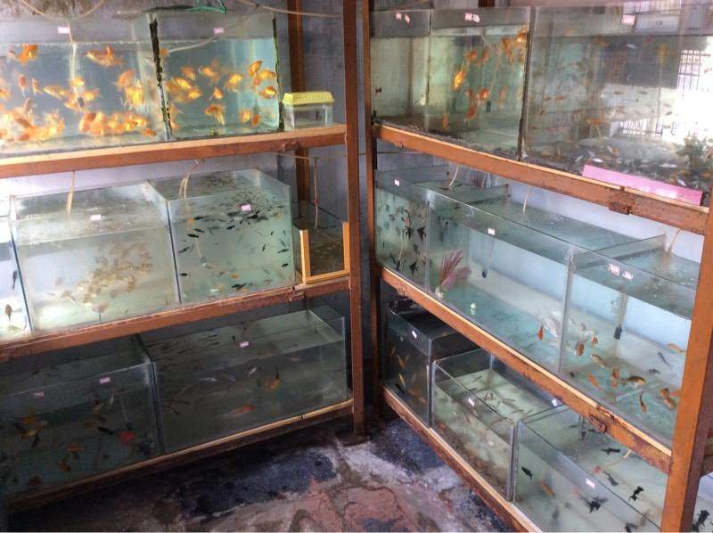 Globle Colour Fishes