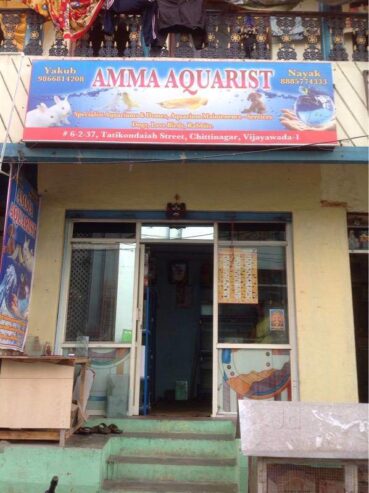 Amma Aquarists