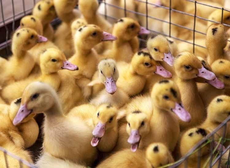 Sudil Aquariums & Pets