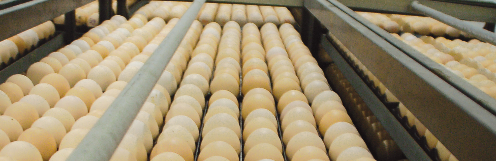 Chalasani Hatcheries Venkateswarapuram