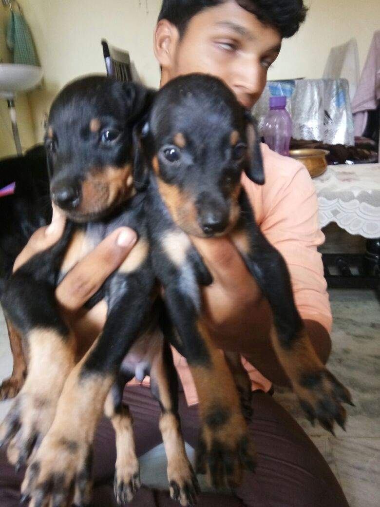 Sri Dhanalaxmi Birds Fishes and Aquarium