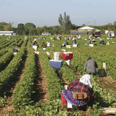 Krishna Agro Vet Marketing Pvt Ltd