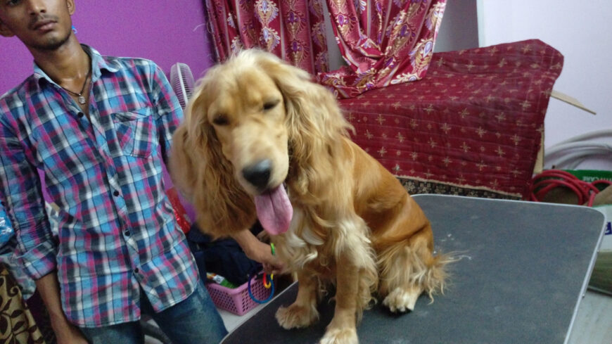 ANAND PETS