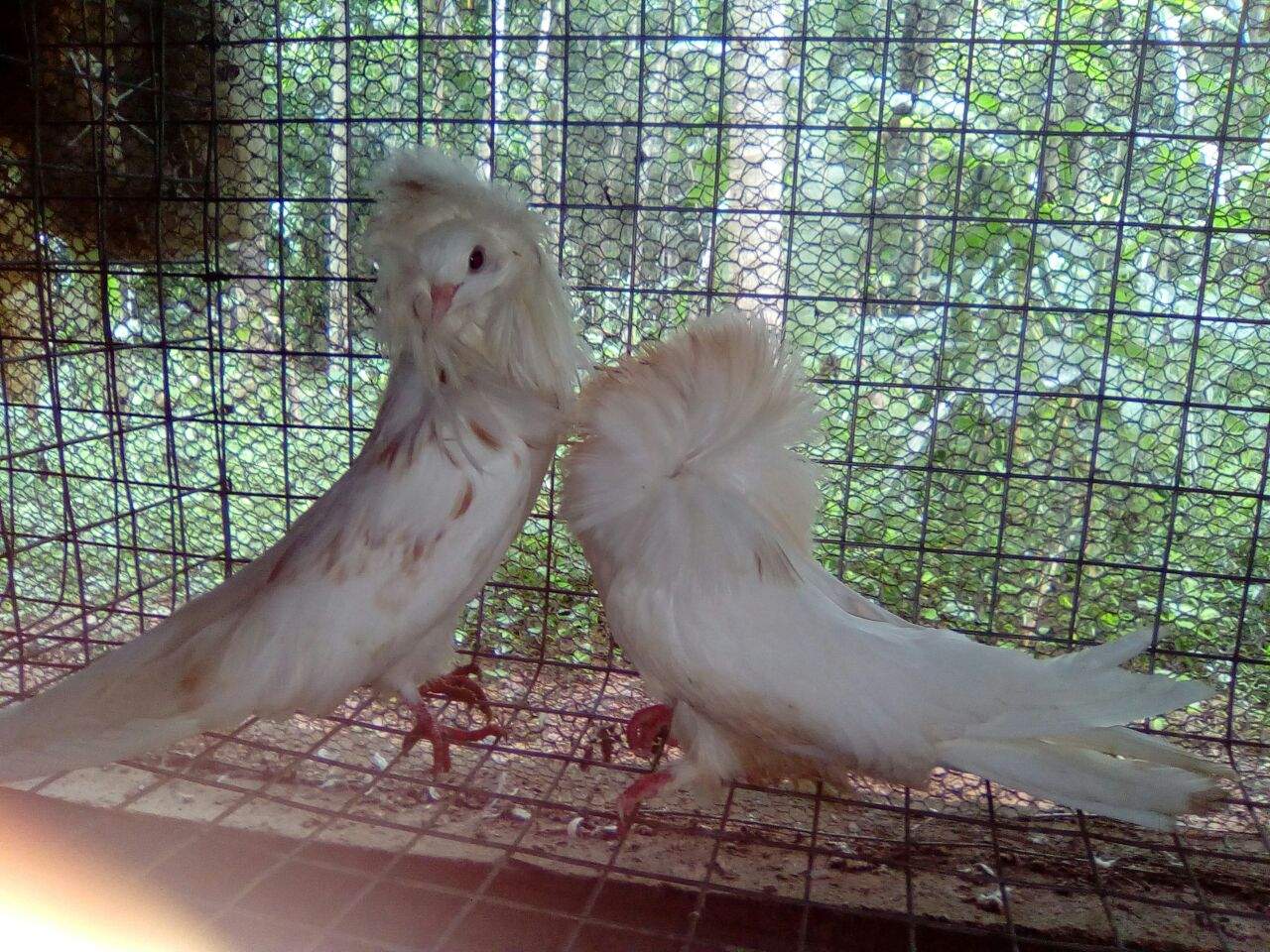 Sri Dhanalaxmi Birds Fishes and Aquarium