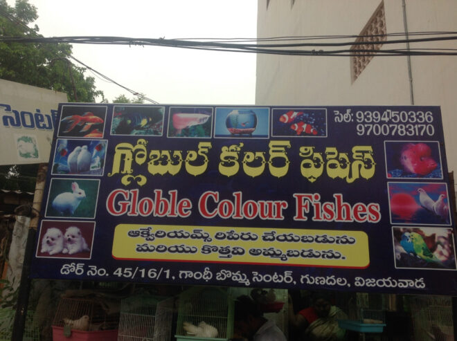 Globle Colour Fishes