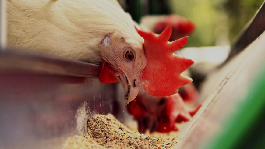 Hindustan Agro Vet