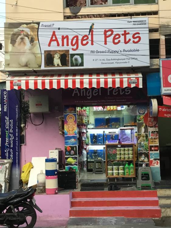 Angel Pets