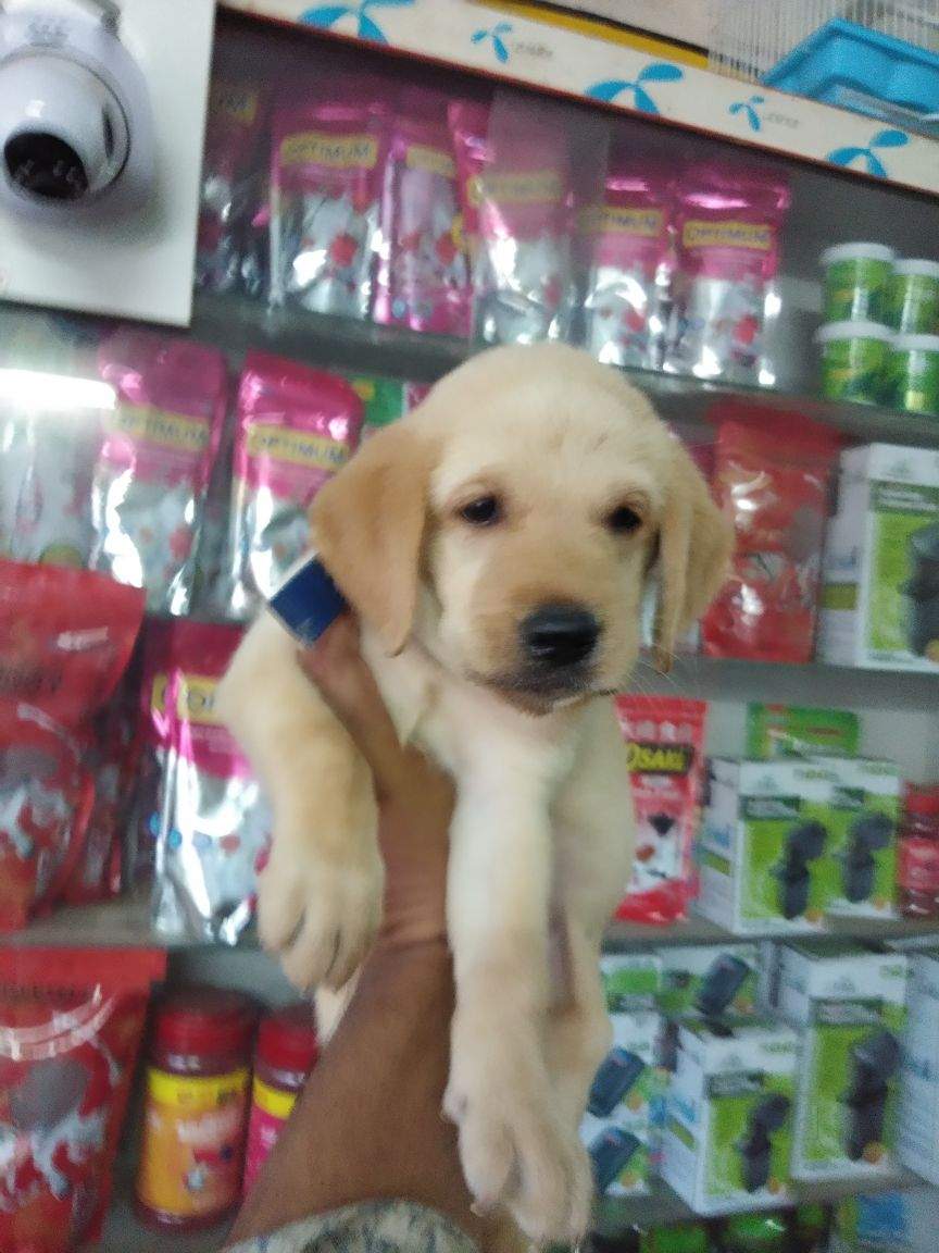 Sri Dhanalaxmi Birds Fishes and Aquarium