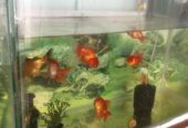 Vijaya SAI Aquariums & Pets