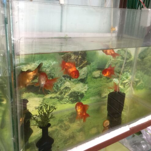 Vijaya SAI Aquariums & Pets